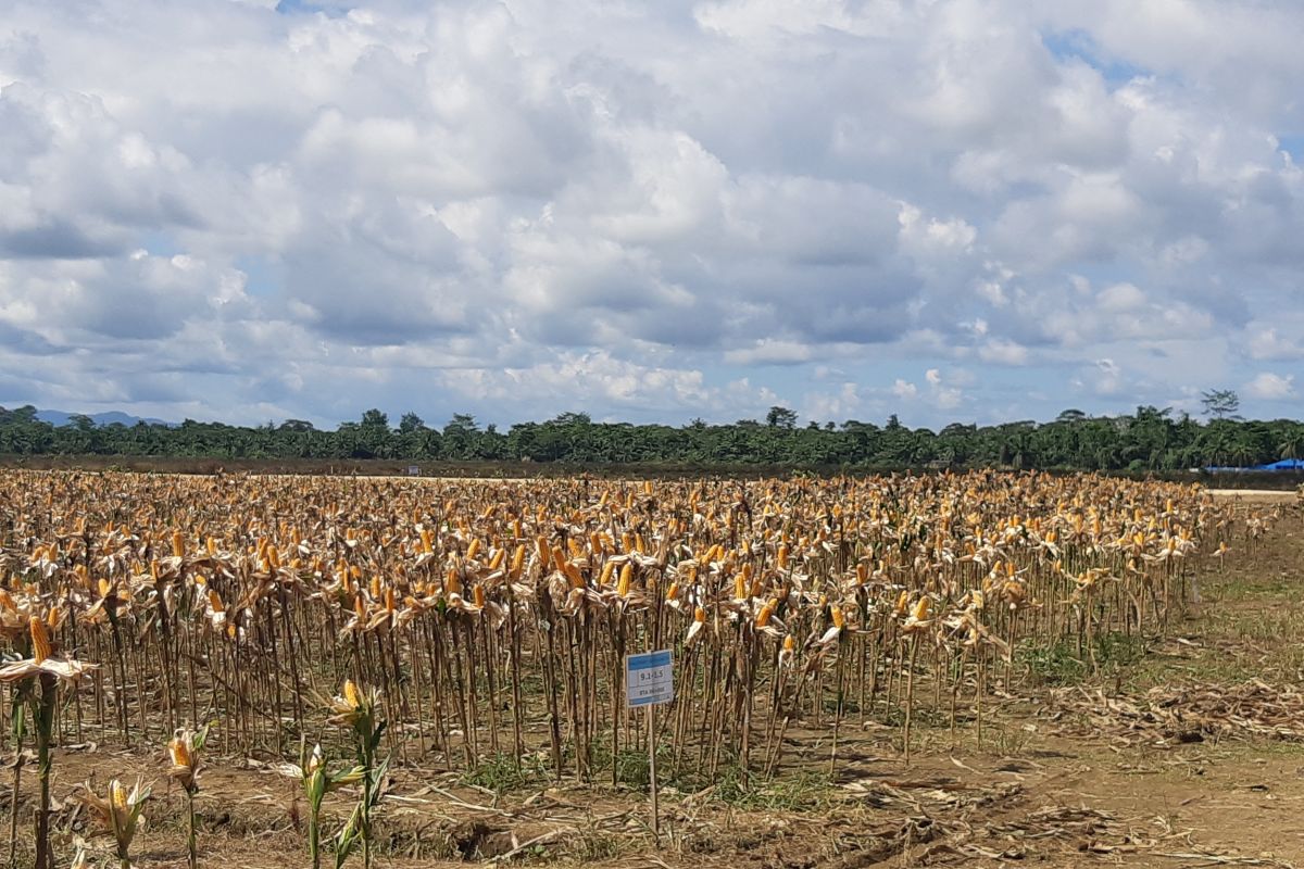 70 petani ikut panen jagung bareng Presiden Jokowi di Keerom Papua