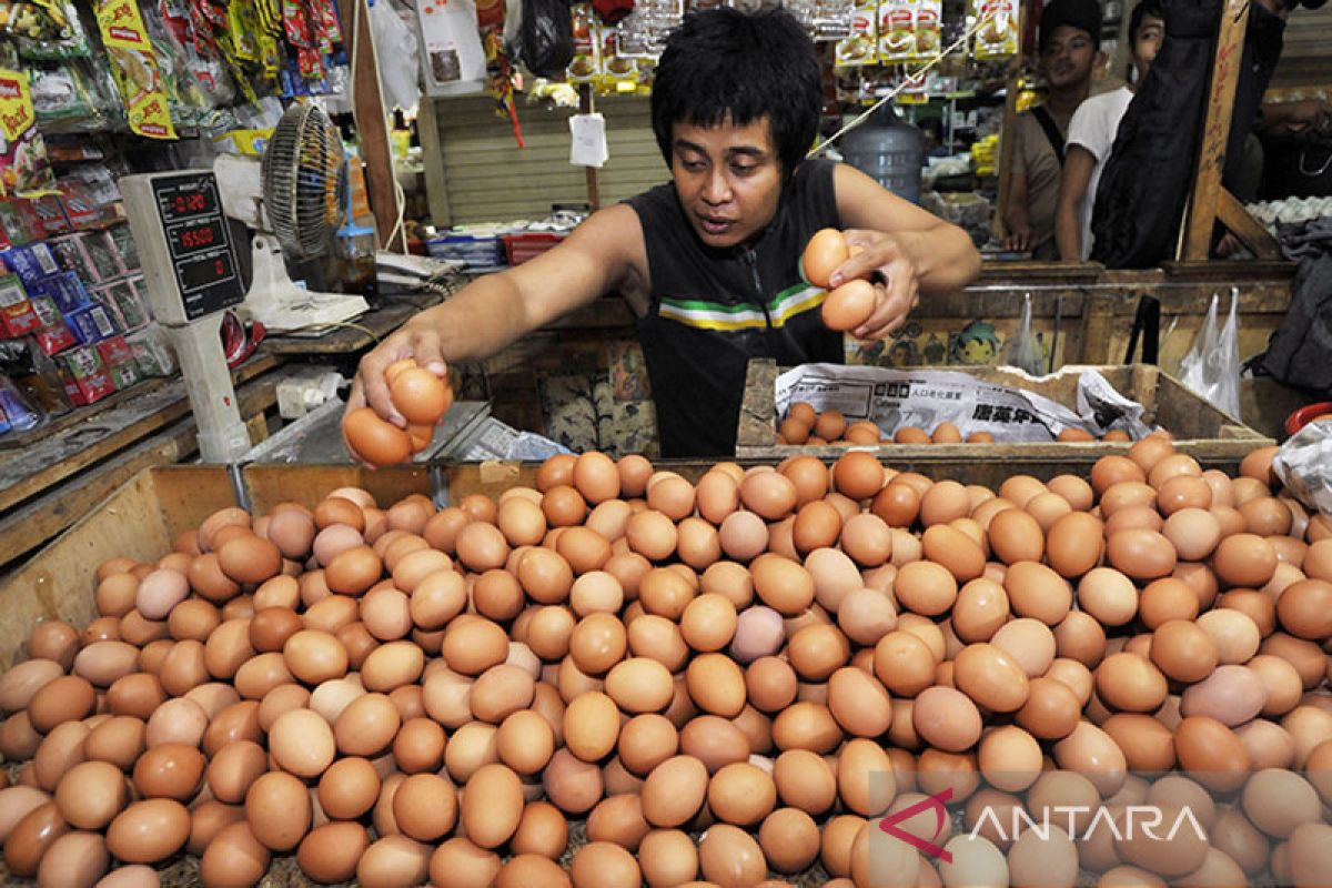 Babel ajak petani beternak ayam petelur