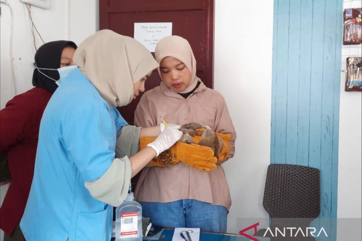 Warga Solok temukan kukang dalam kondisi terluka di halaman rumah