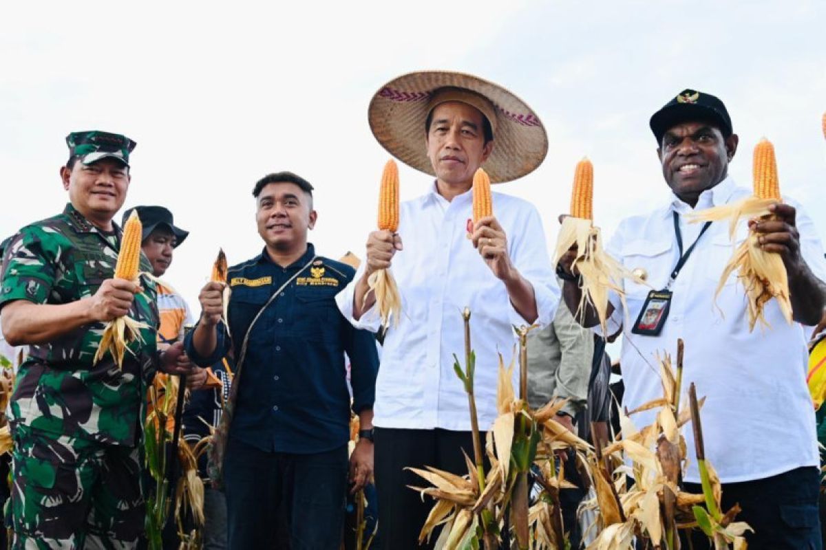 Presiden: Hasil panen jagung Keerom di atas standar nasional