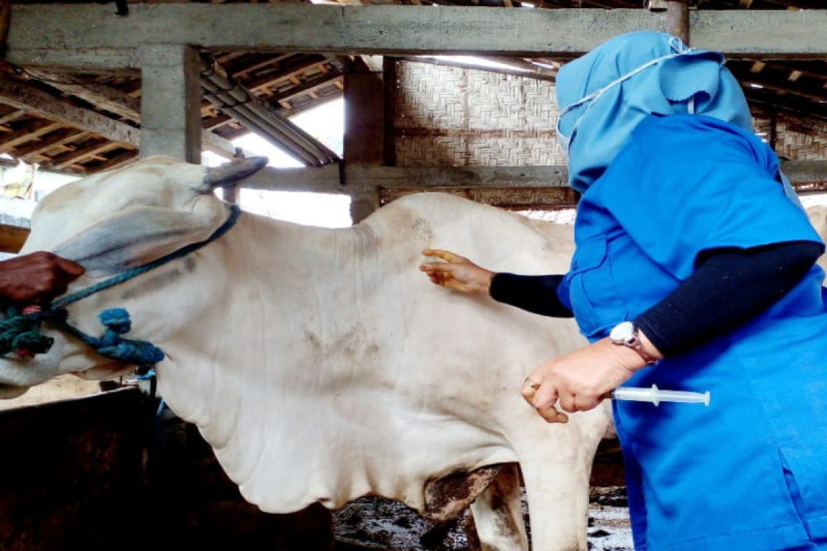 Pemkab Gunungkidul desinfeksi formalin tempat kuburan sapi positif antraks