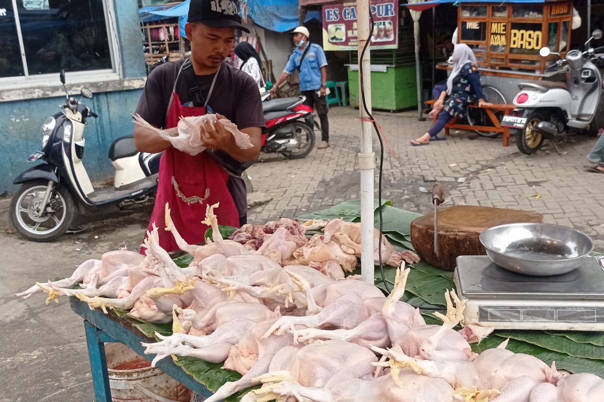 Harga daging ayam di Lebak Banten mulai turun
