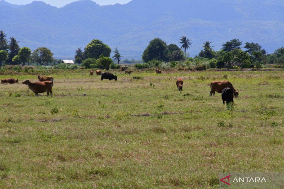 Kabupaten Kupang gandeng Undana kaji pertanian pangan berkelanjutan