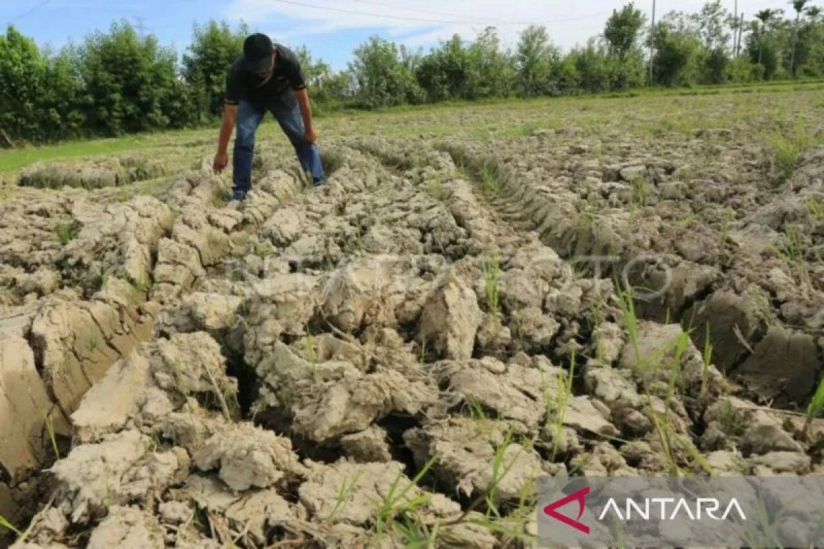 WALHI minta Pemerintah Aceh siaga hadapi puncak El Nino, begini penjelasannya