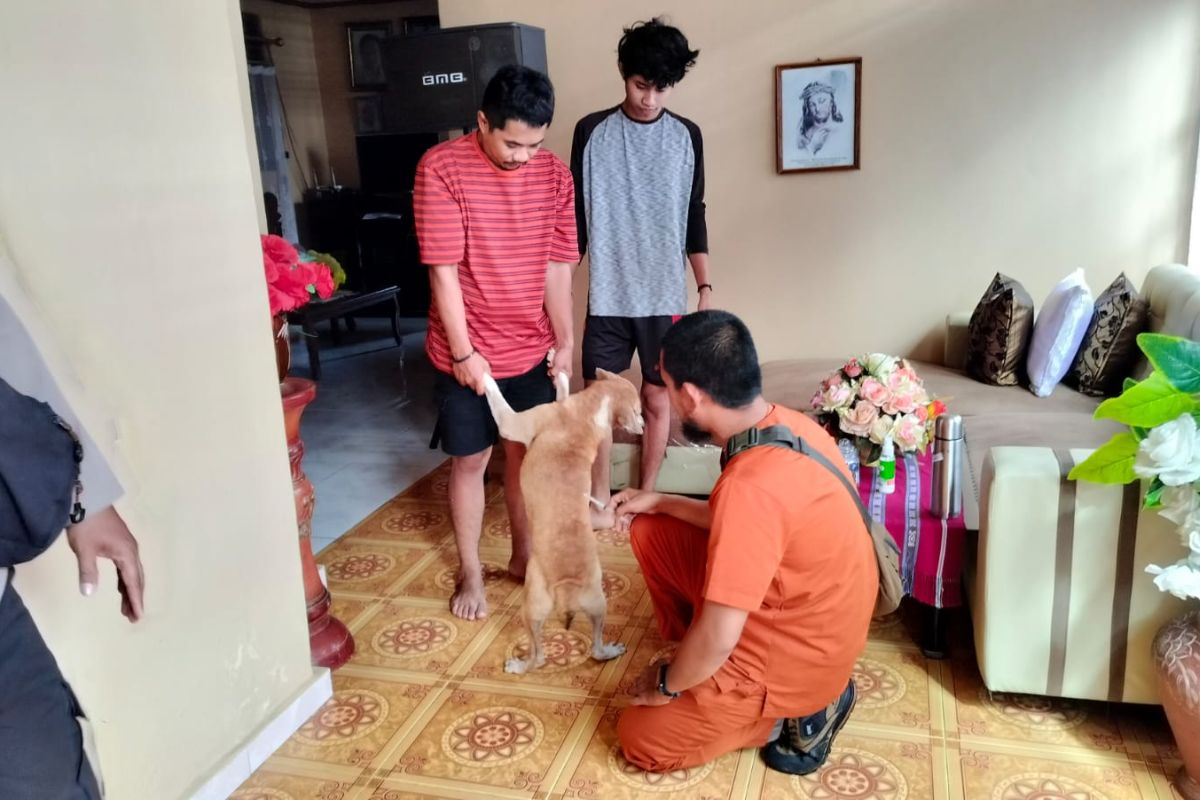 Stok vaksin rabies di Ambon tidak sebanding populasi hewan 