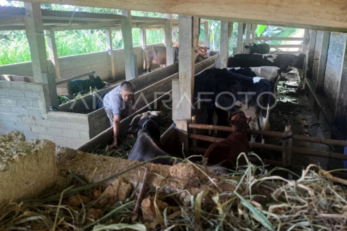 PDHI DIY: "Biosecurity" kandang ternak di Gunungkidul perlu diperkuat