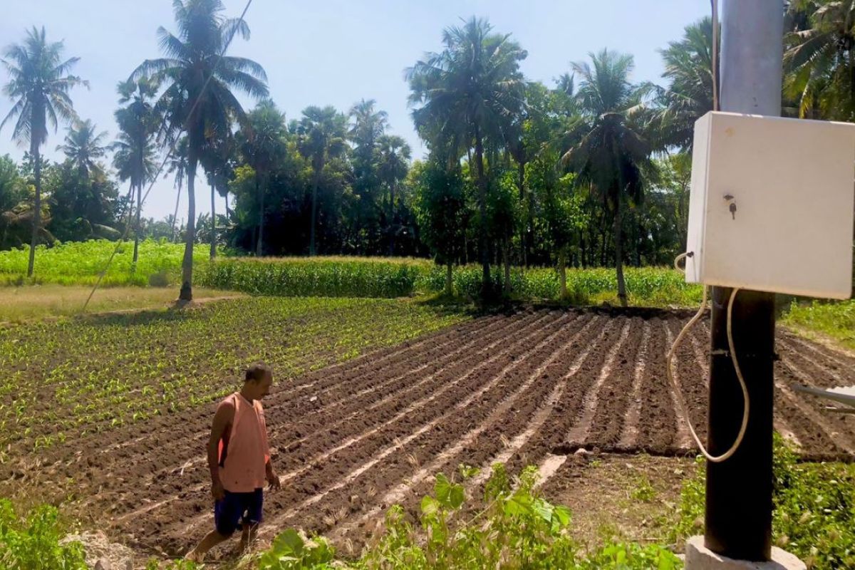 PLN pasok listrik petani jagung dan pepaya di Sumba Timur