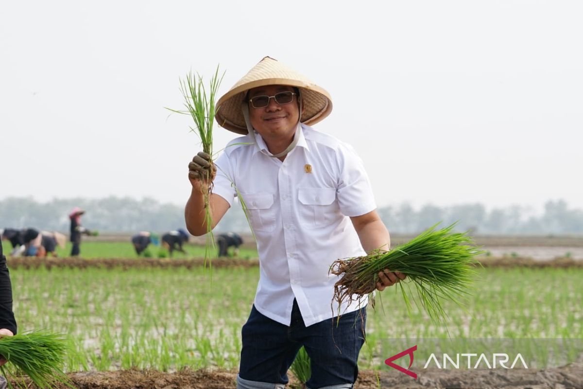 NFA gandeng BRIN-BUMN jaga stok beras dengan tanam padi bibit unggul