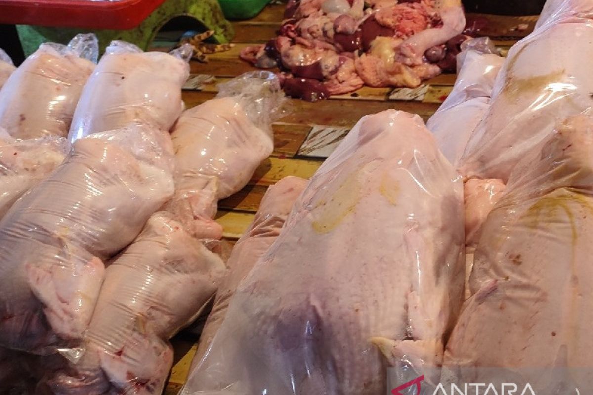 Harga daging ayam potong lokal Jayapura naik hingga Rp15.000/ekor