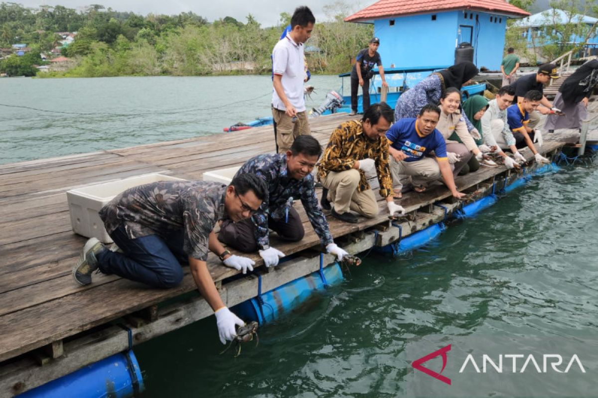 BKIPM Ambon lepas liarkan ratusan kepiting bakau di Teluk  Ambon
