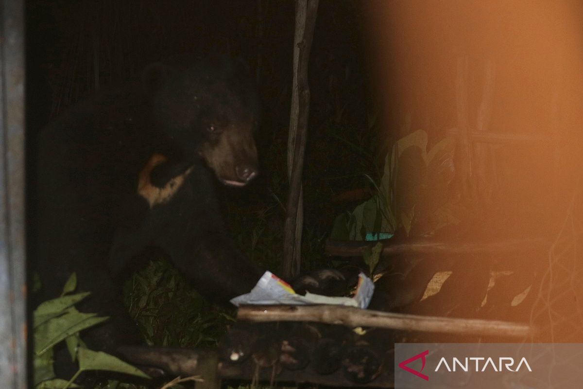 Buru Beruang Madu lain di Tapin, BKSDA Kalsel tetap pasang perangkap