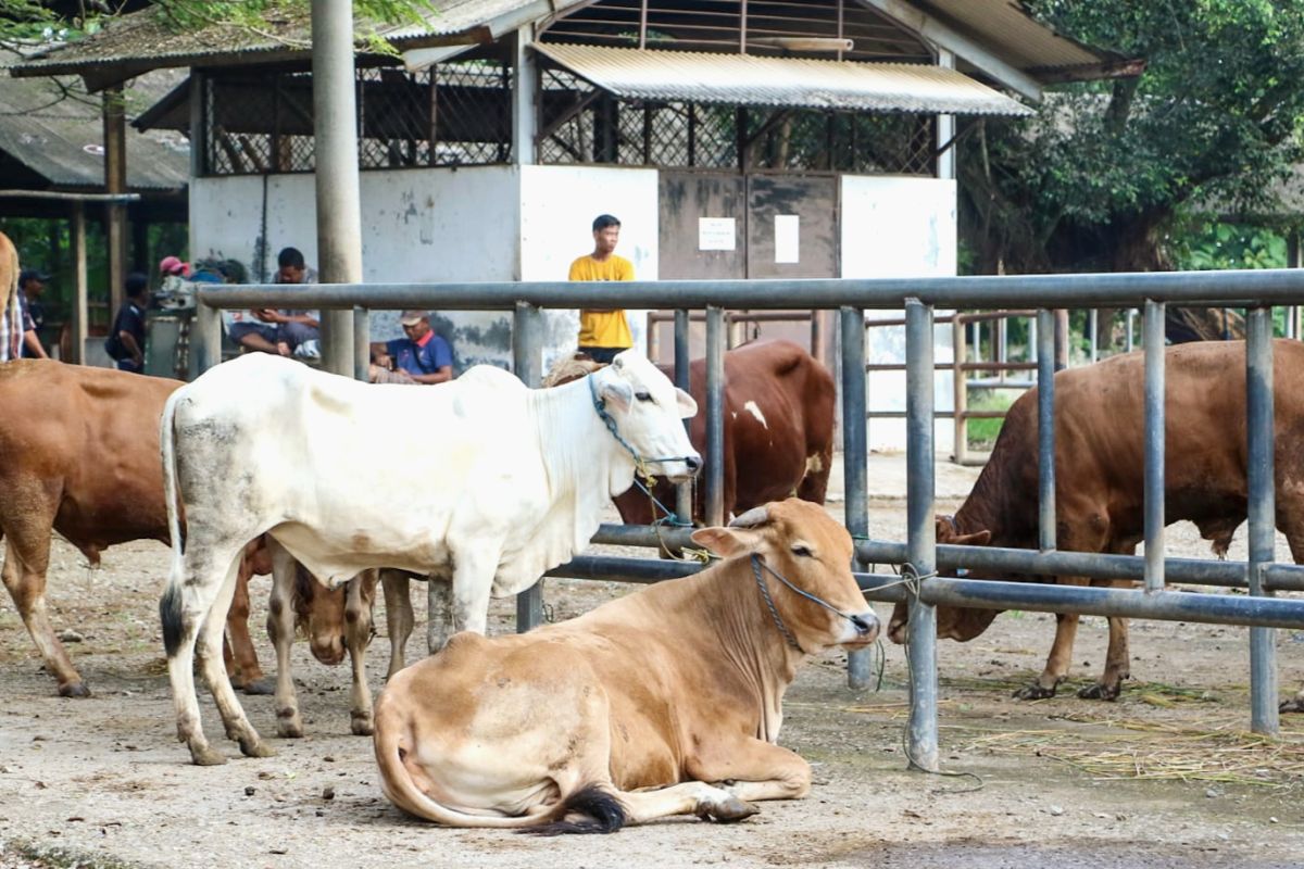 Pemkab Purwakarta optimalkan vaksinasi pada hewan ternak antisipasi antraks