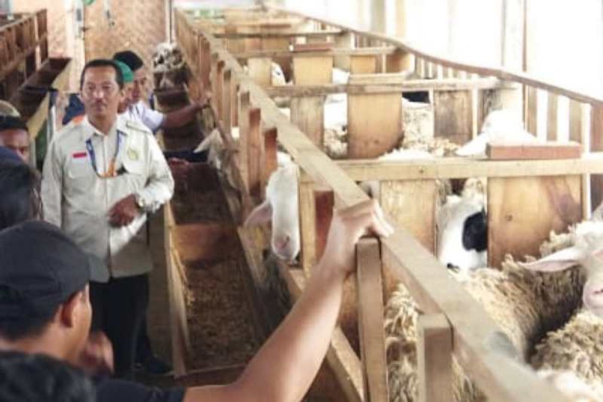 BUMP di Temanggung pasok 100 domba setiap dua minggu ke Tegal