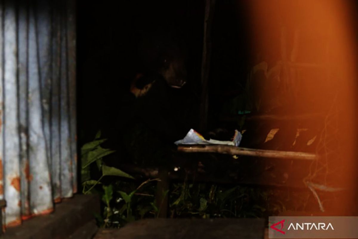 Kalsel kemarin, Buru Beruang Madu lain di Tapin,  hingga Polisi ciduk karyawan swasta salahgunakan narkoba