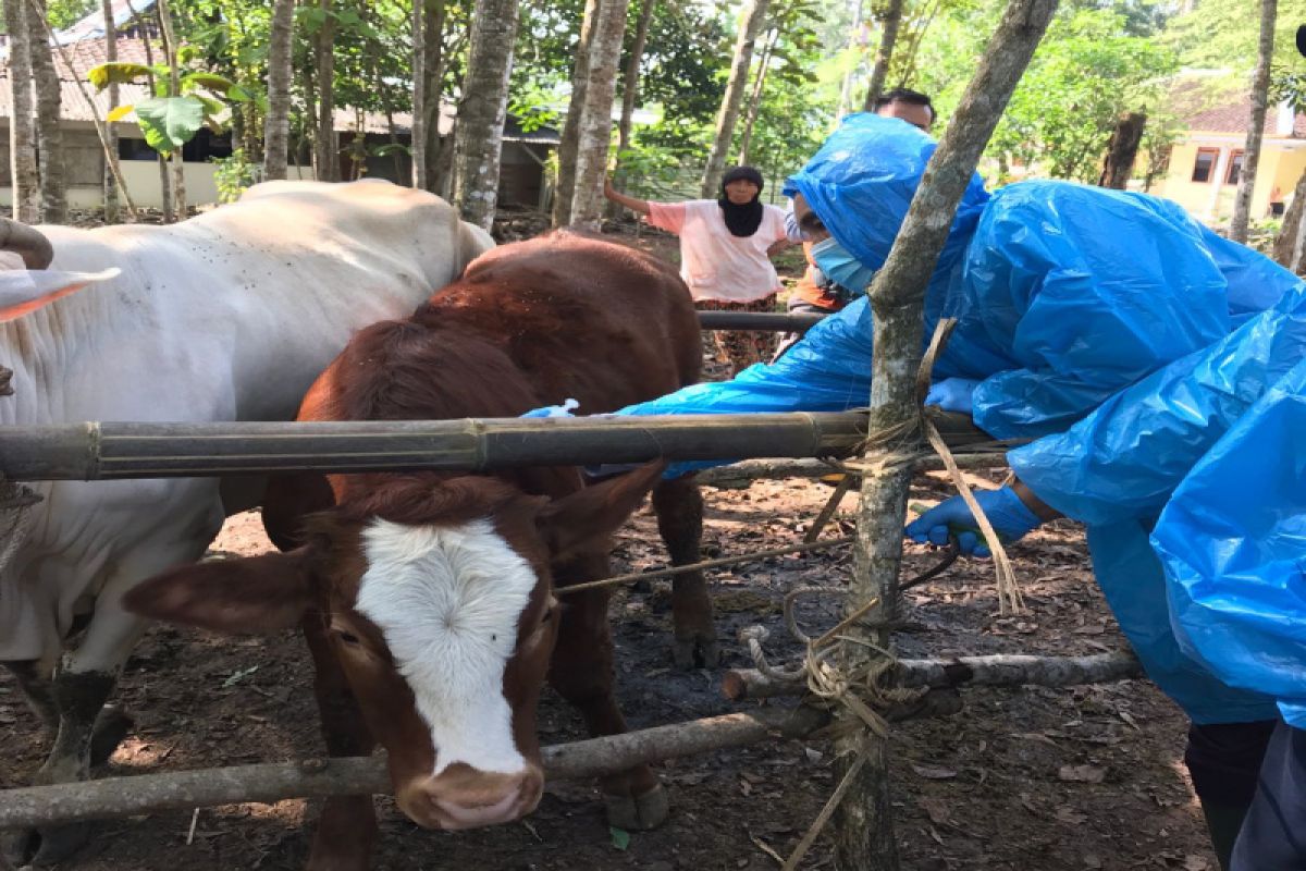 DPKH Gunungkidul terima laporan kematian sapi di Padukuhan Pucangsari