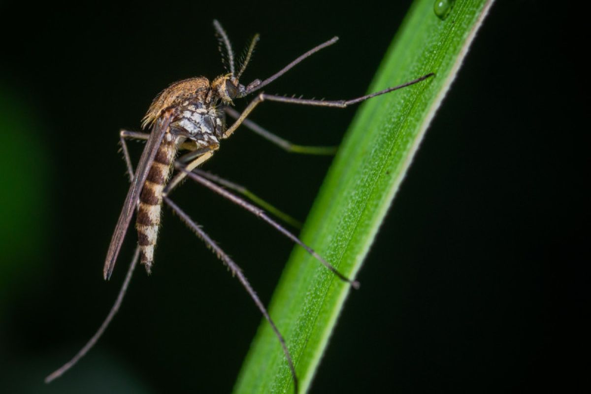 Lima kesalahan yang mengundang nyamuk ke halaman