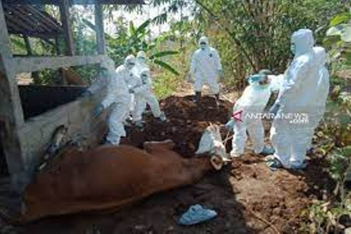 Riau antisipasi penularan antraks pada hewan ternak