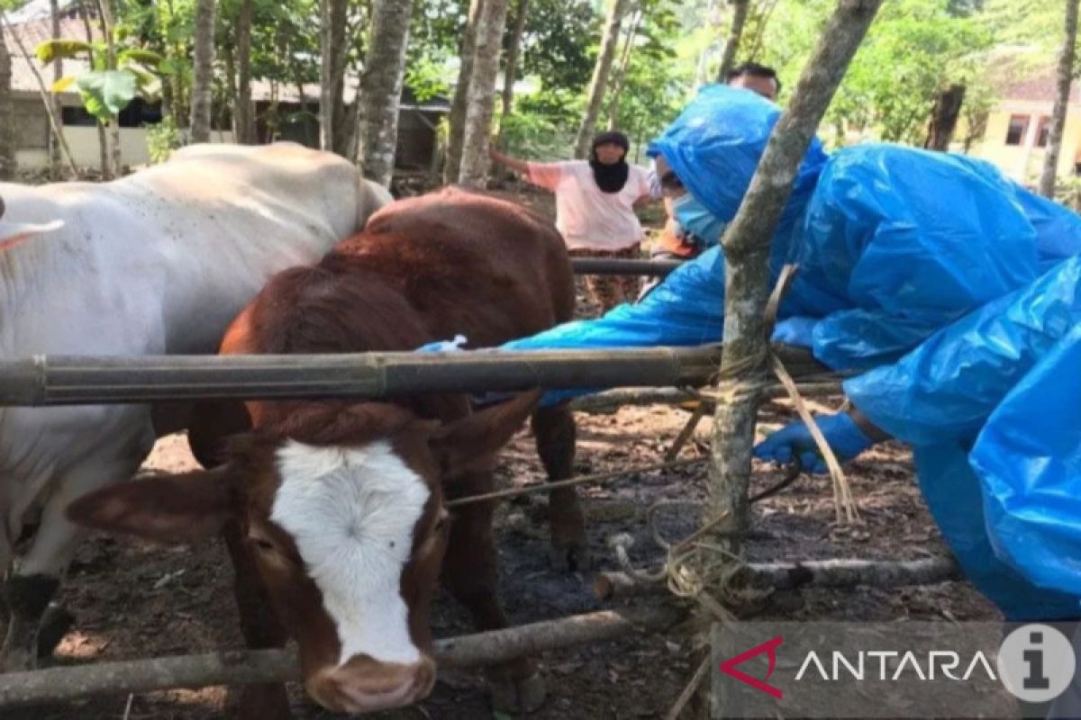 Jakarta issues policy banning shipping of livestock from anthrax areas
