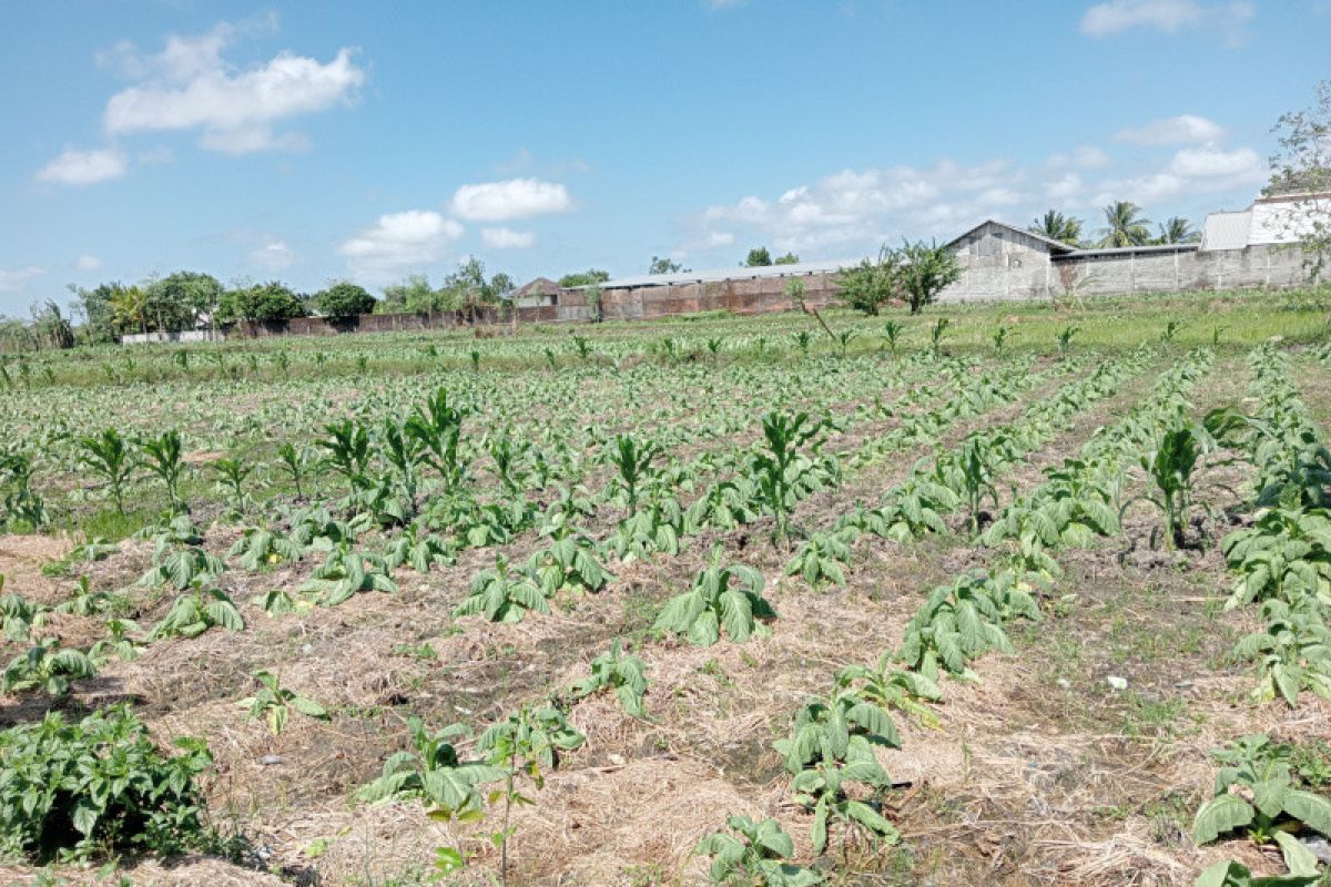 Distan Lombok Tengah mendata kerusakan tanaman tembakau akibat hujan
