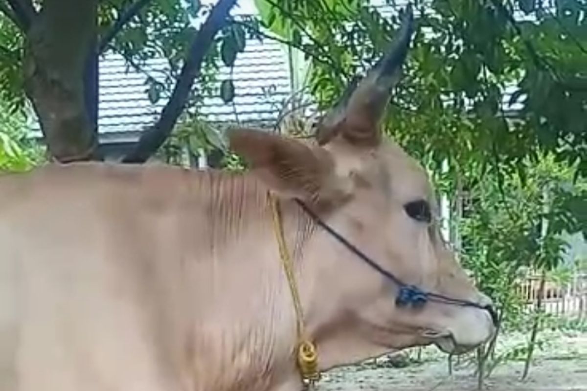 Ribuan ekor sapi di Lampung Selatan terjangkit penyakit LSD