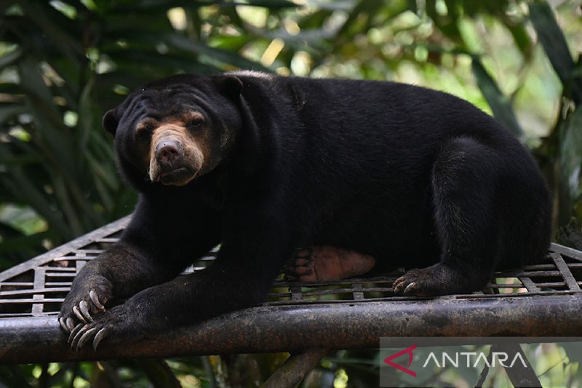 BKSDA Kalsel: Beruang Madu masuk pemukiman akibat ekspansi sawit