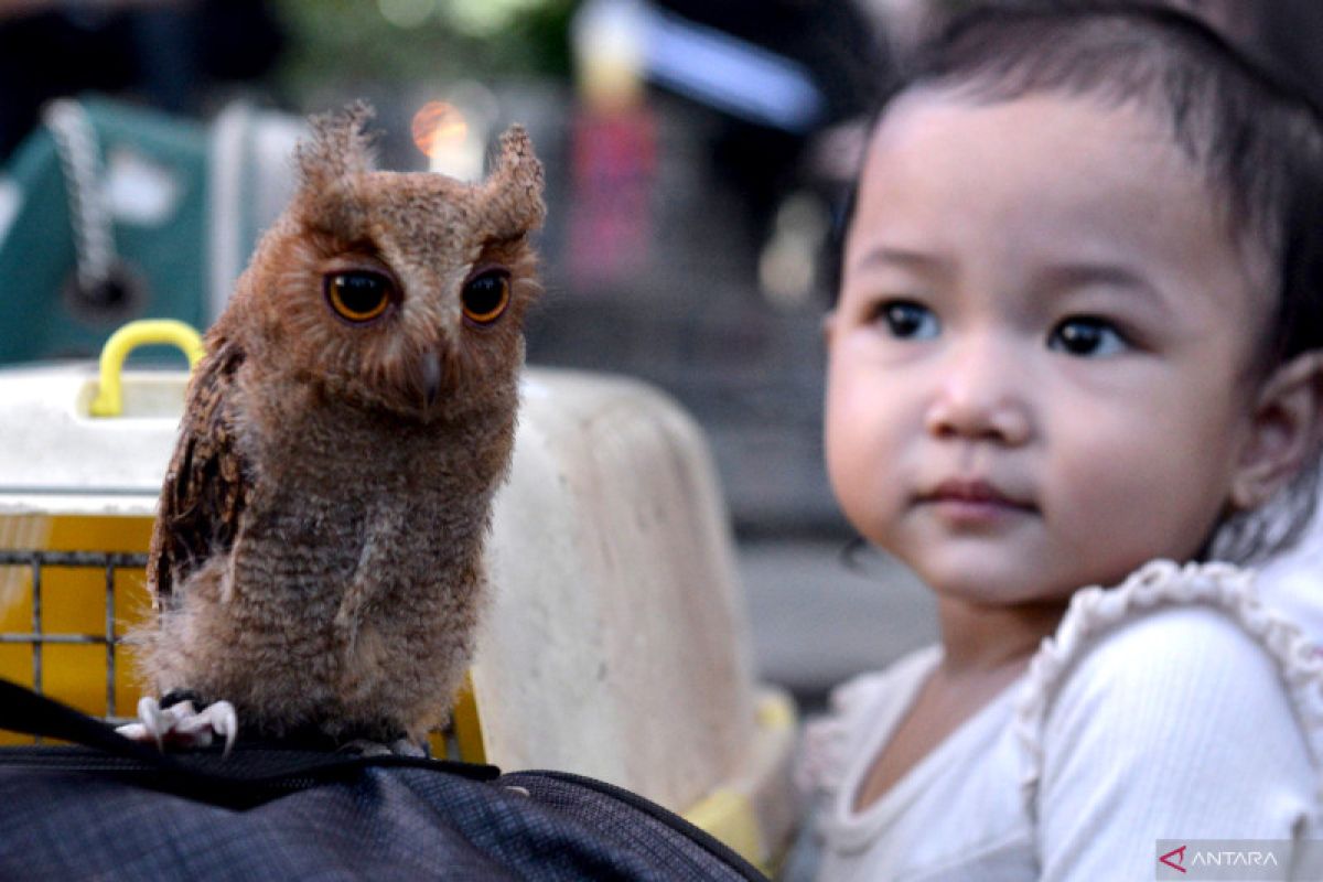 BKSDA Kalbar gagalkan perdagangan ilegal 63 ekor burung