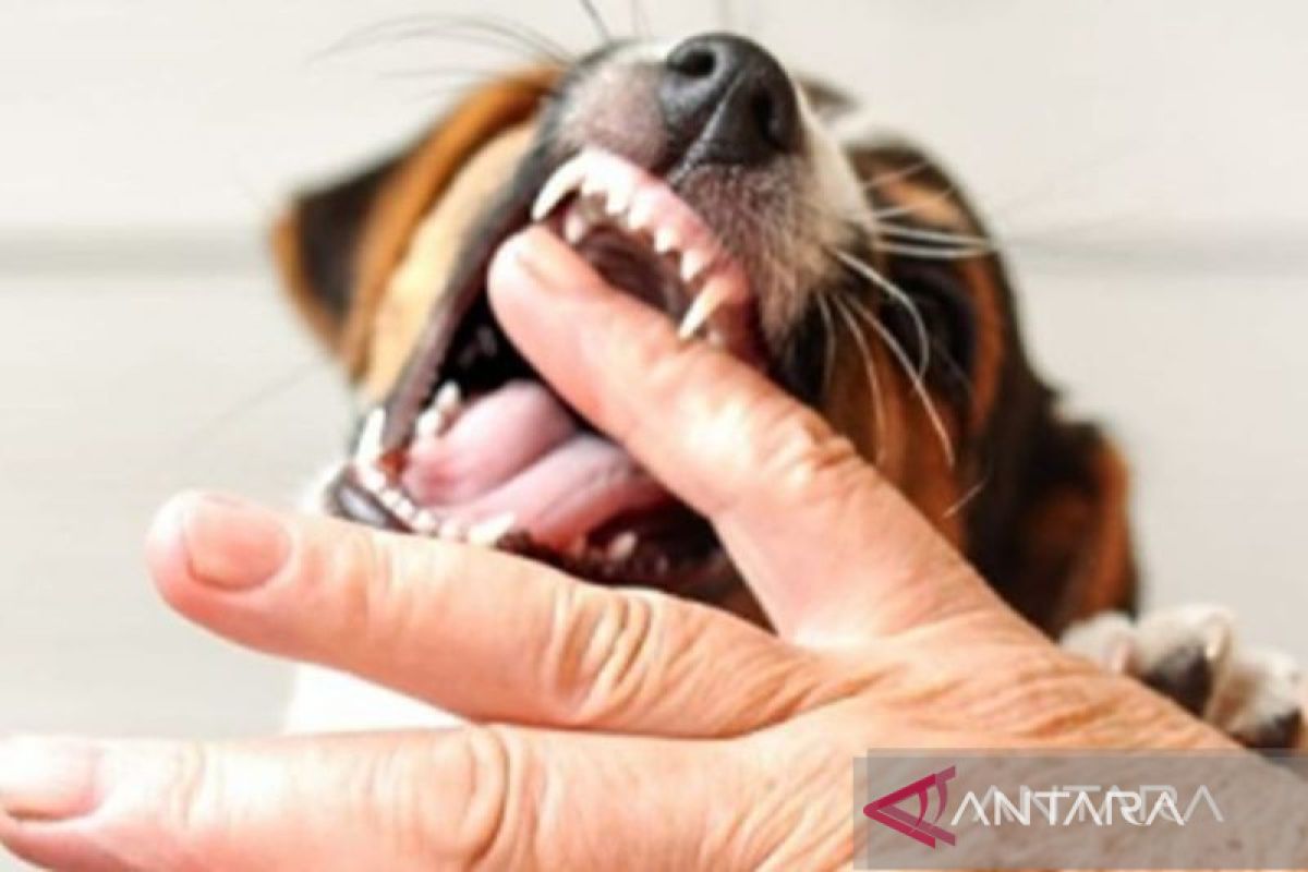 Taput catat 285 kasus gigitan anjing rabies, satu meninggal dunia