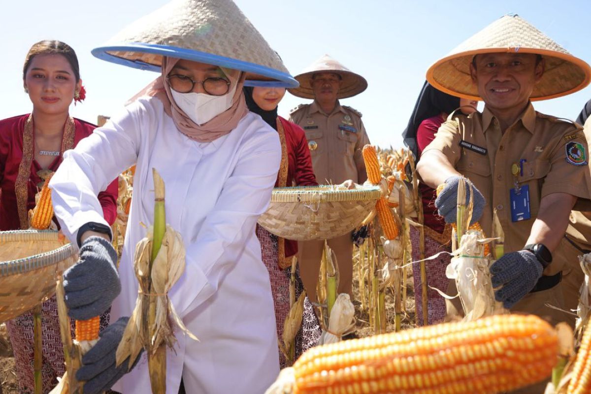 Pemkab Banyuwangi klaim jadi lumbung jagung di Jatim