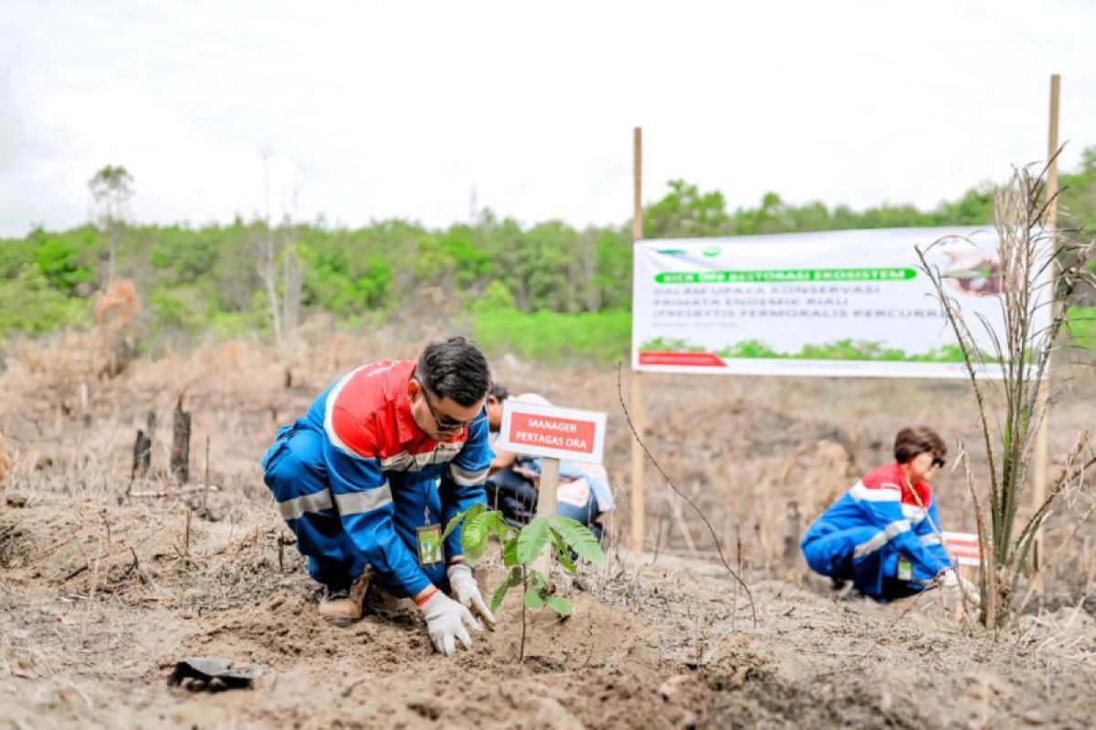 Pertagas tanam 1.200 pohon untuk konservasi primata endemik Riau