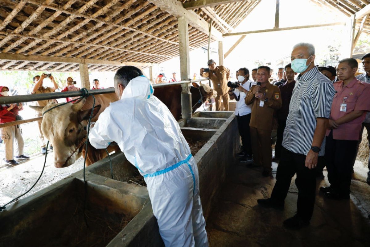 Gubernur Jateng instruksikan vaksinasi ternak cegah antraks