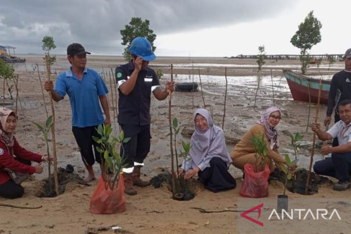 PT Timah dan pokmas se-Bangka Barat tanam ratusan bibit mangrove di Pantai Teluk Rubiah