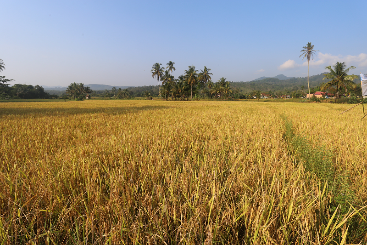 Distan Kabupaten Sukabumi dorong petani tanam padi dengan cara organik
