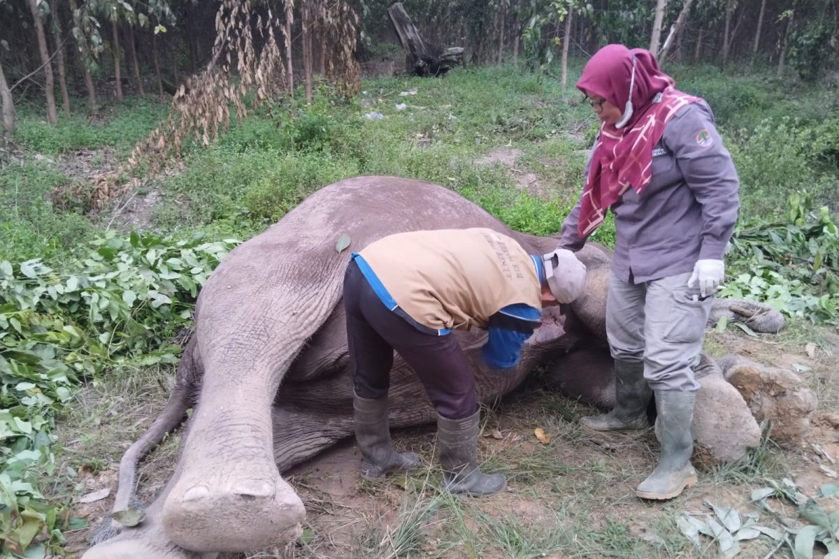 BB KSDA Riau investigasi kematian gajah diduga diracun