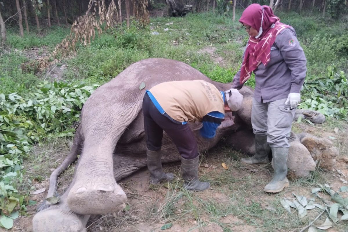 BBKSDA Riau lakukan uji laboratorium pastikan penyebab kematian gajah