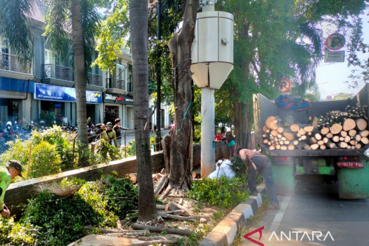 Warga Jakarta diminta proaktif lapor pohon potensi tumbang