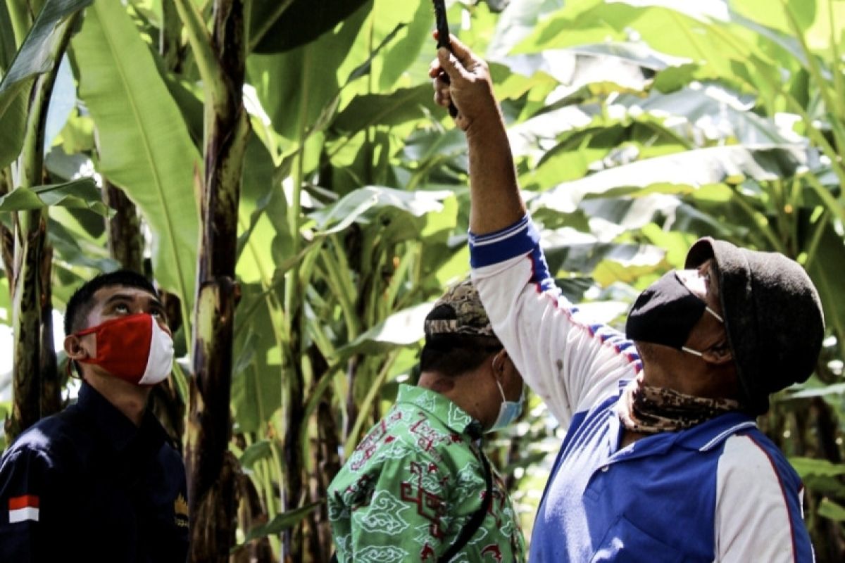Bappeda Lampung sebut pertanian hijau dukung transformasi ekonomi