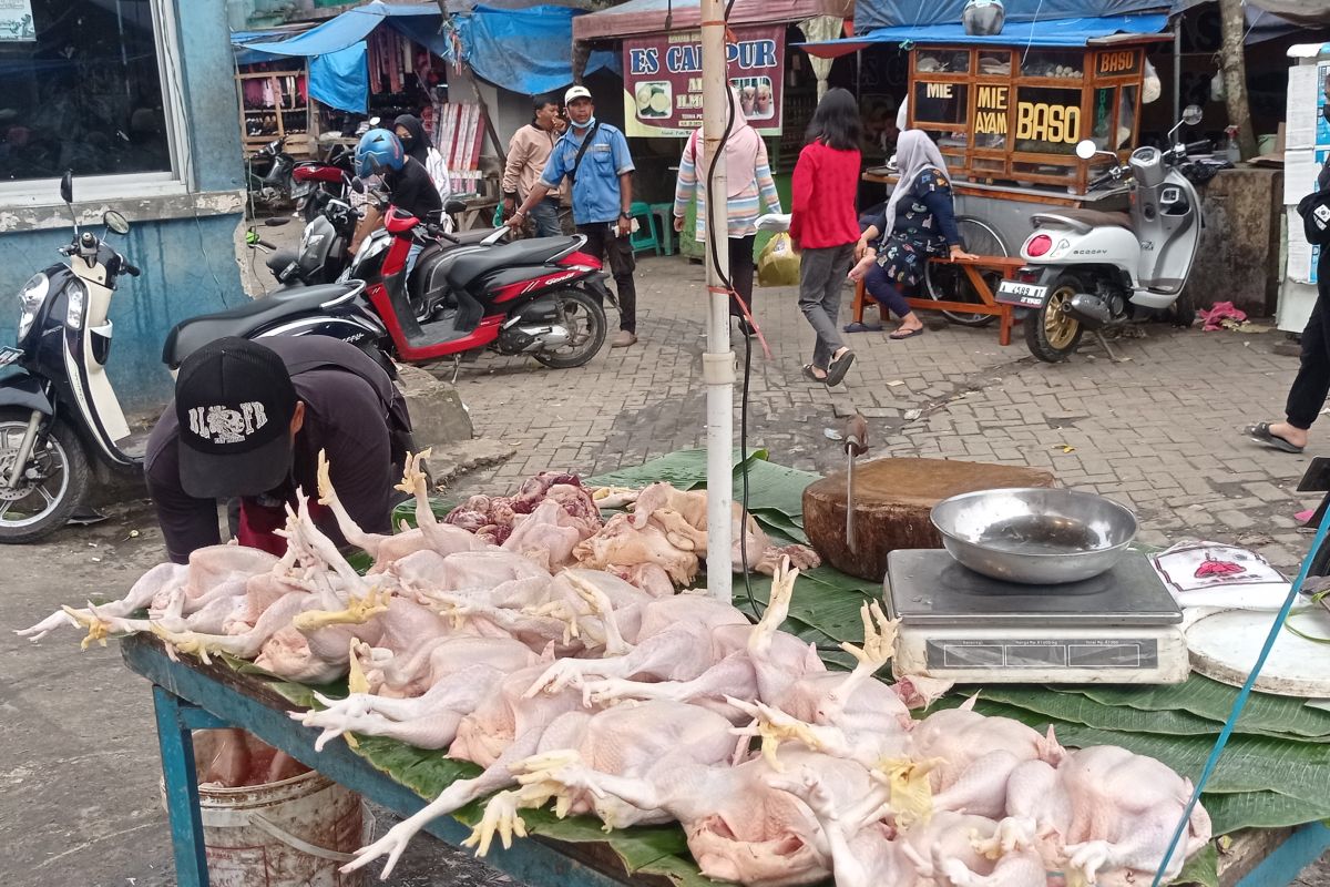 Harga daging ayam di Lebak Banten kembali normal