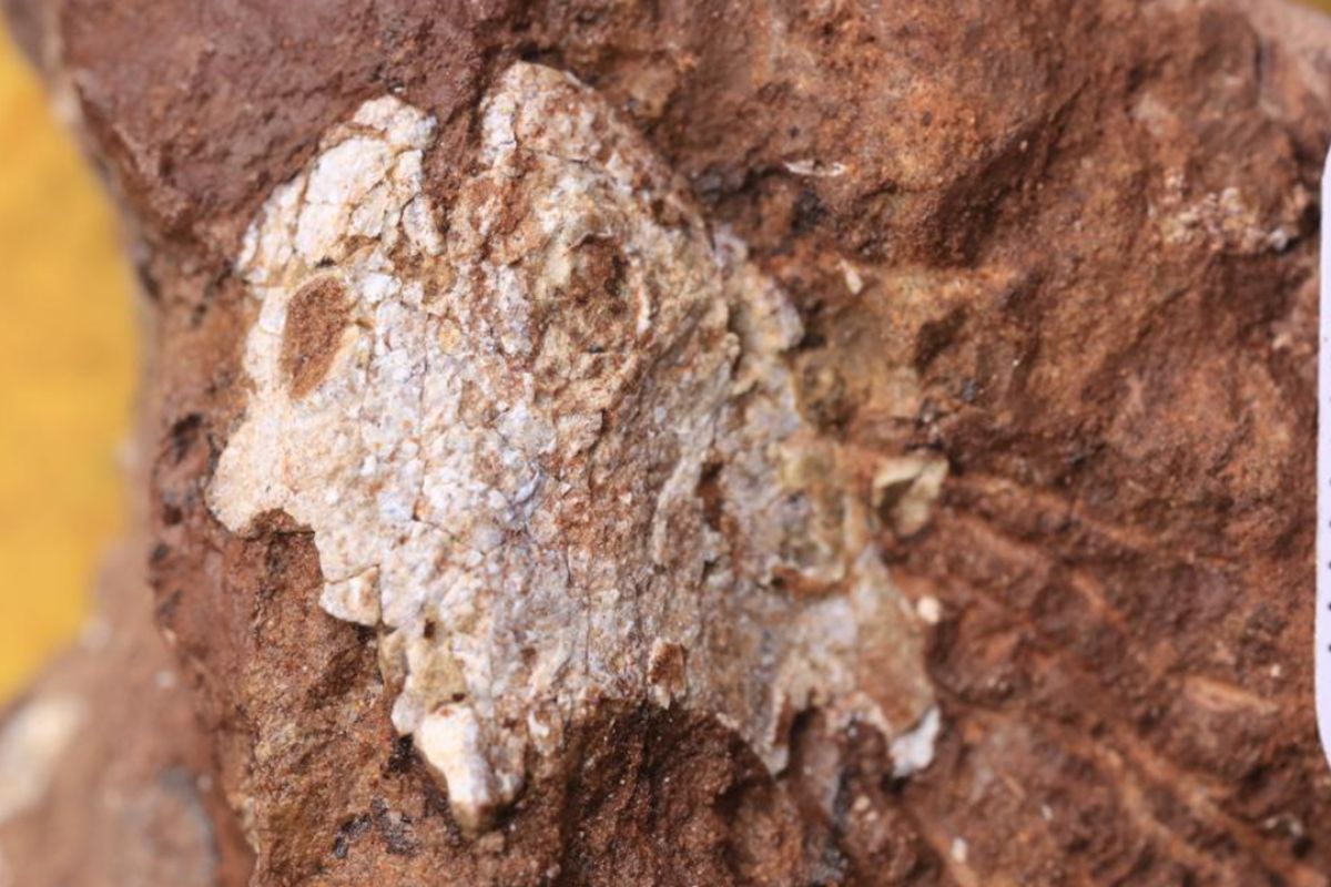 Fosil ikan galeaspida baru ditemukan di Formasi Xiushan, China tengah