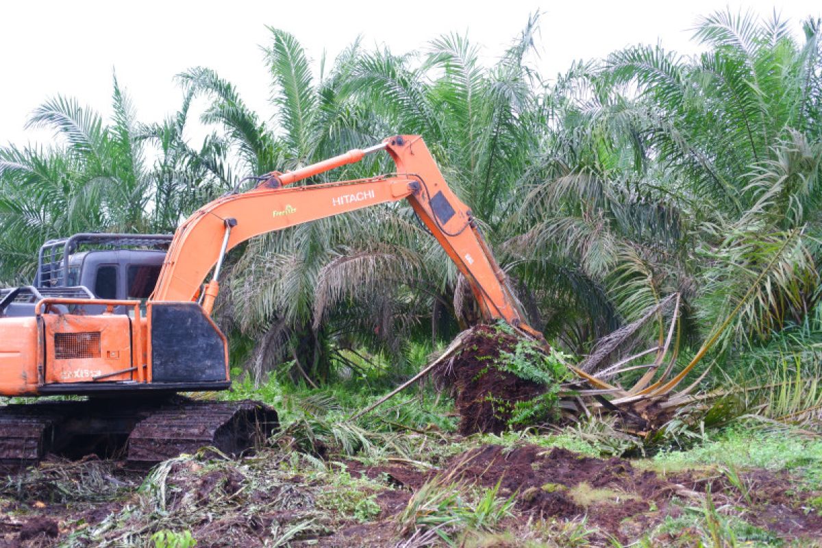Kalbar realisasikan program peremajaan sawit rakyat 17.618 hektare