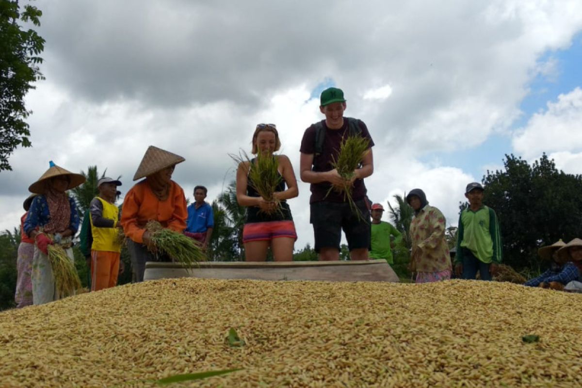 Distan: Produksi beras di Lombok Tengah capai 260 ribu ton