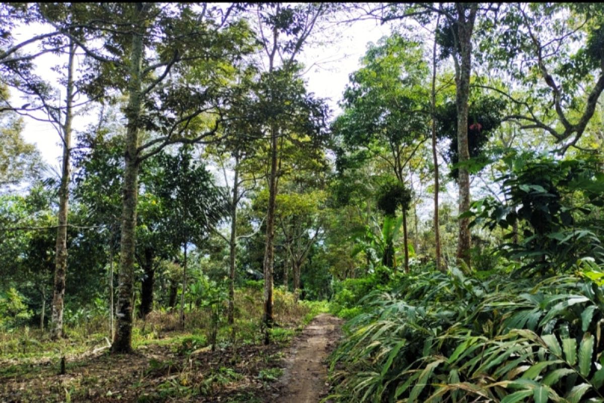 Gubenur Lampung imbau masyarakat jaga kawasan hutan, cegah bencana