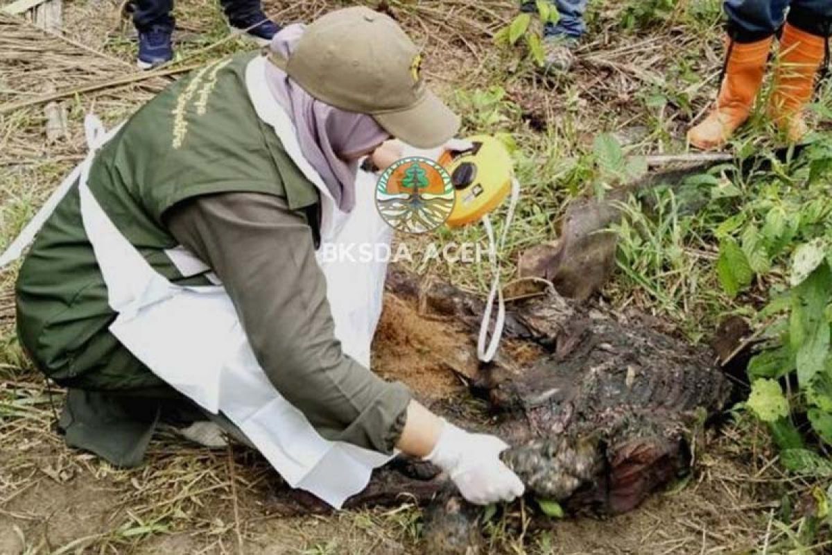 BKSDA temukan bayi gajah sumatra mati di Aceh Timur diduga karena keguguran