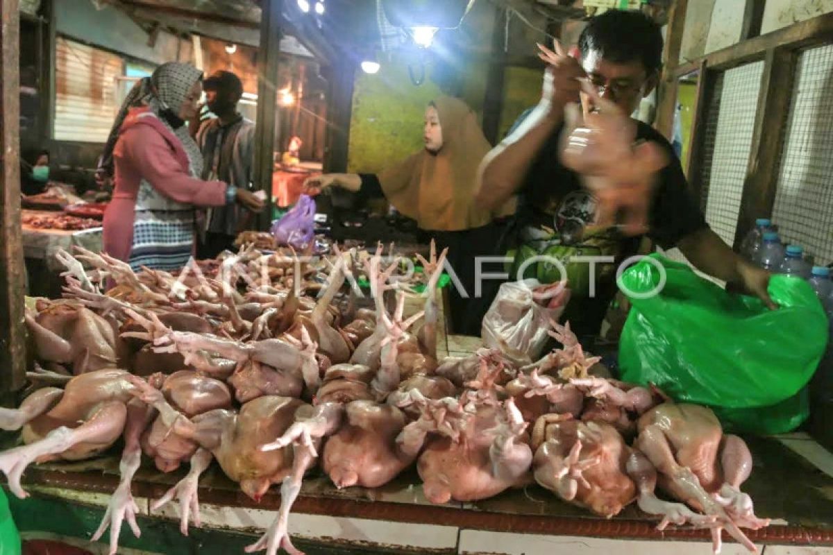 Wakil Ketua DPRD minta pemkot telusuri naiknya harga ayam potong