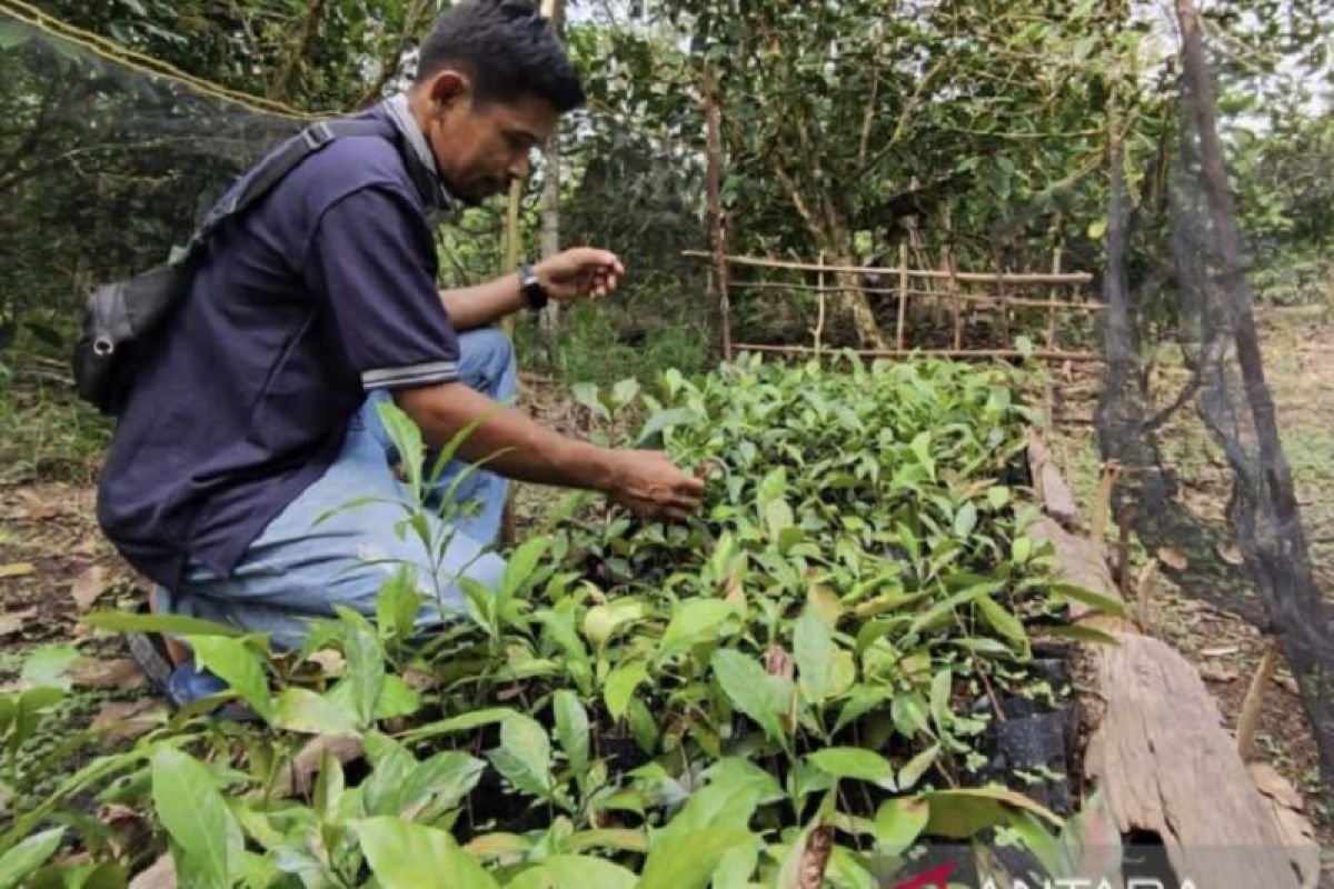 Mengembalikan kejayaan kopi liberika Sendoyan Kalimantan Barat