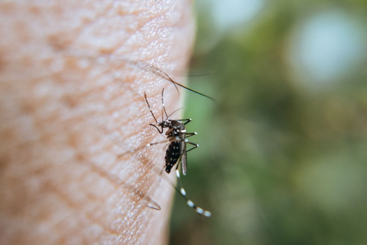 Ini tips tangkal nyamuk menurut pakar