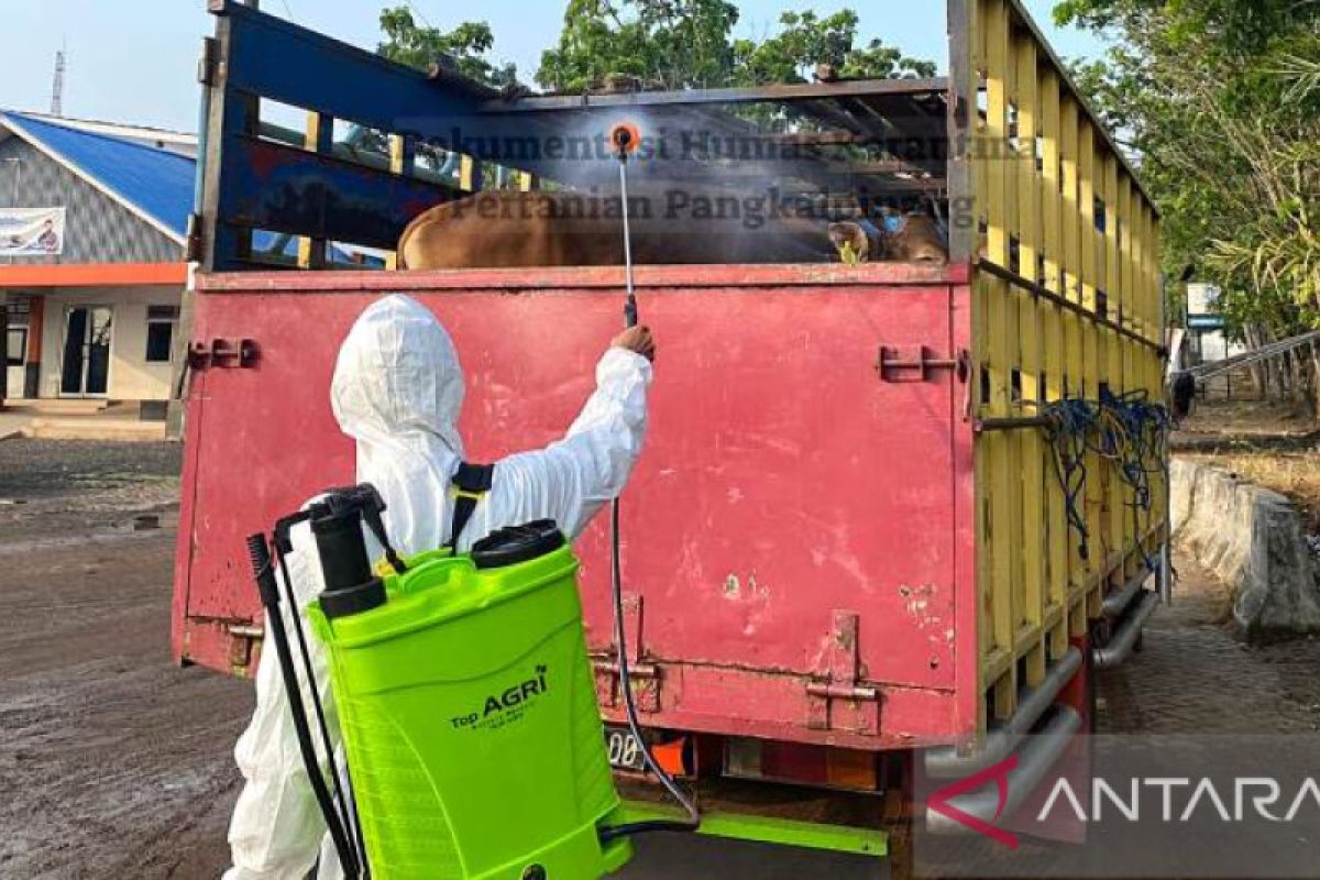 BKP Pangkalpinang pastikan pemasukan 34.326 sapi bebas antraks