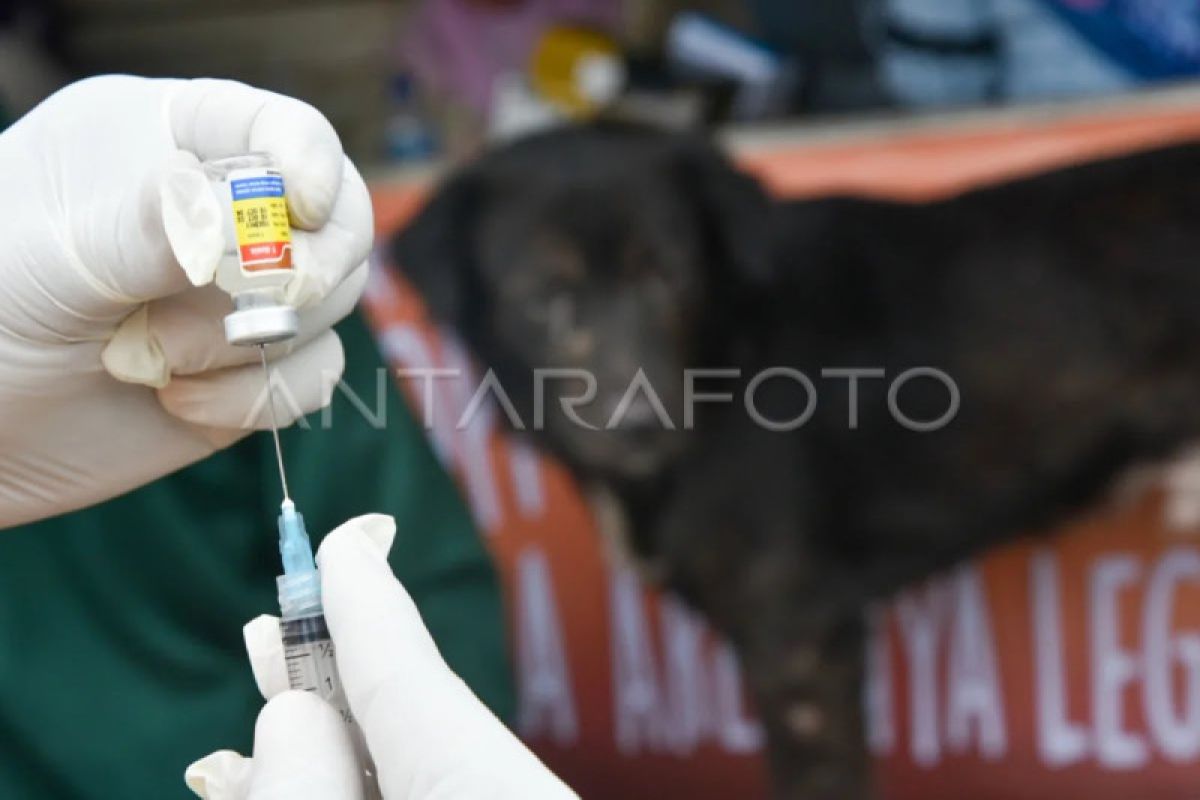 Pemkot Medan prioritaskan vaksin hewan terindikasi rabies