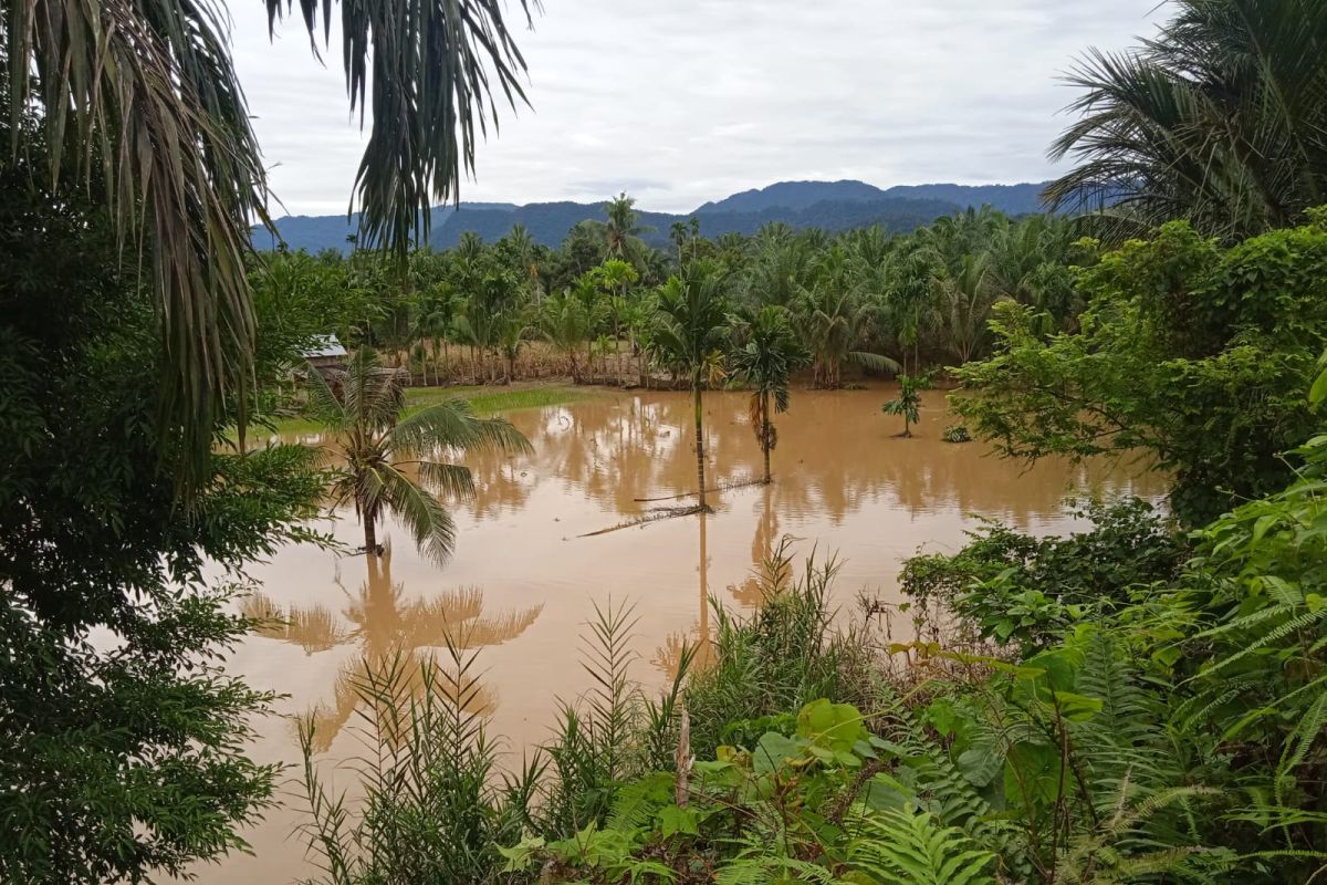 Banjir di Pasaman Barat rusak 20 hektare lahan pertanian