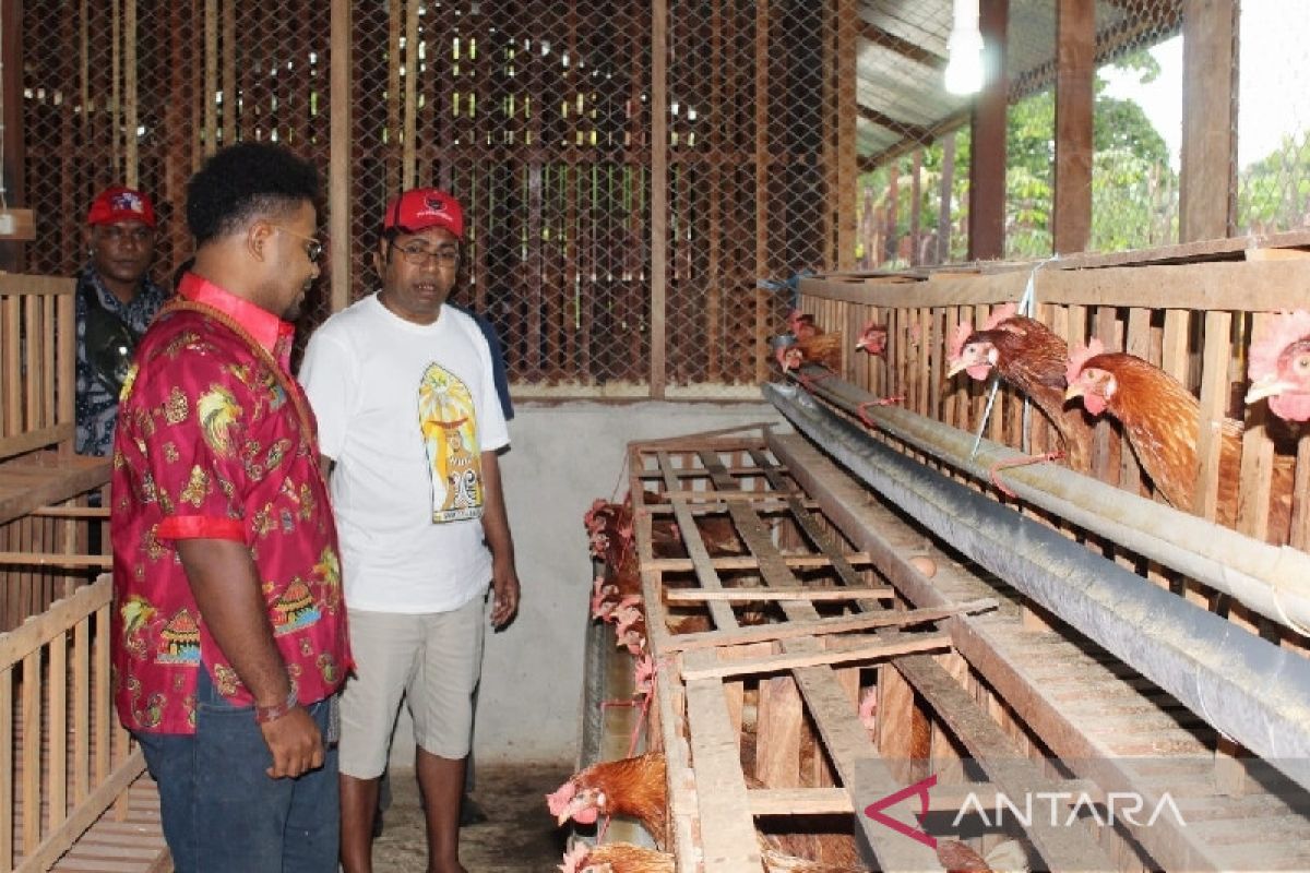 Kebutuhan telur ayam di Biak dipasok 92 pelaku usaha OAP