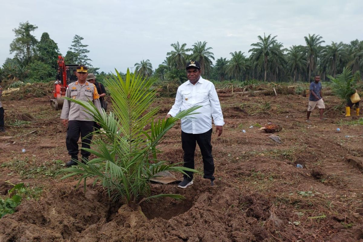 Pemkab Keerom anggarkan Rp5 miliar untuk peremajaan kelapa sawit